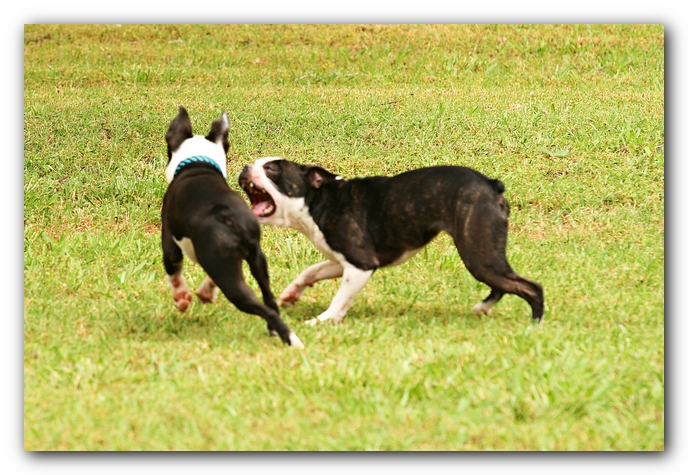 Kacey the Boston Terrier Puppy's 2nd Birthday Party!