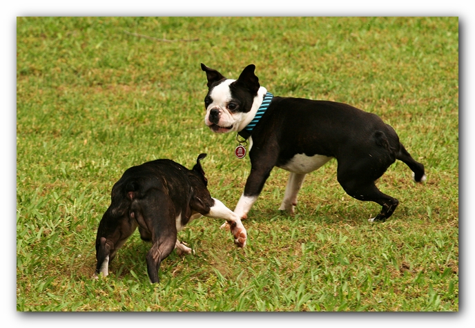 Kacey the Boston Terrier Puppy's 2nd Birthday Party!