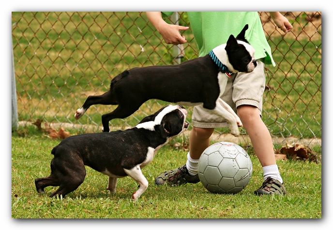 Kacey the Boston Terrier Puppy's 2nd Birthday Party!