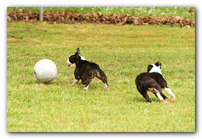 Kacey the Boston Terrier Puppy's 2nd Birthday Party!