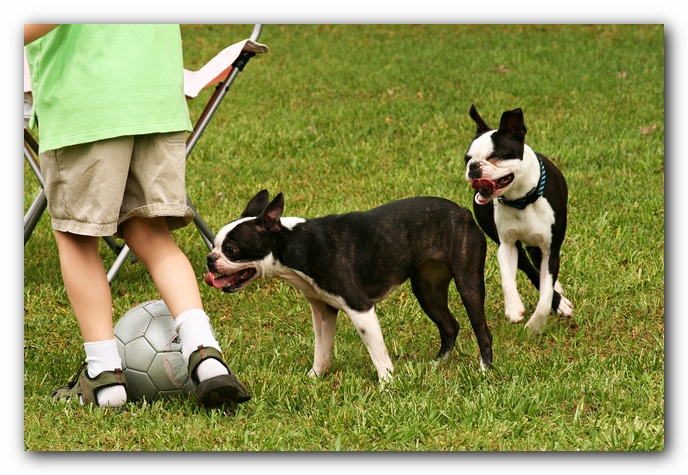 Kacey the Boston Terrier Puppy's 2nd Birthday Party!