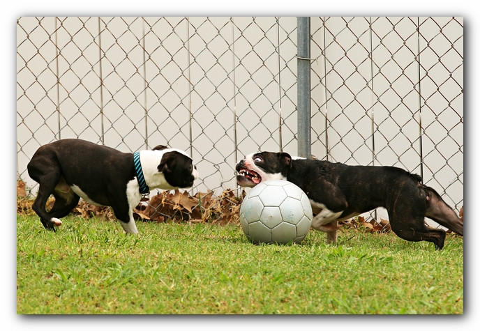 Kacey the Boston Terrier Puppy's 2nd Birthday Party!