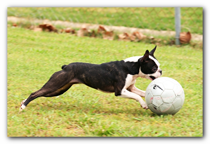 Kacey the Boston Terrier Puppy's 2nd Birthday Party!