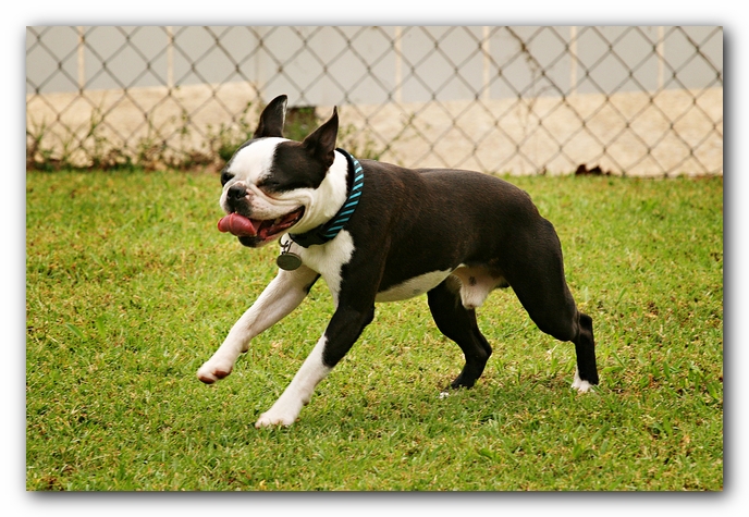 Kacey the Boston Terrier Puppy's 2nd Birthday Party!