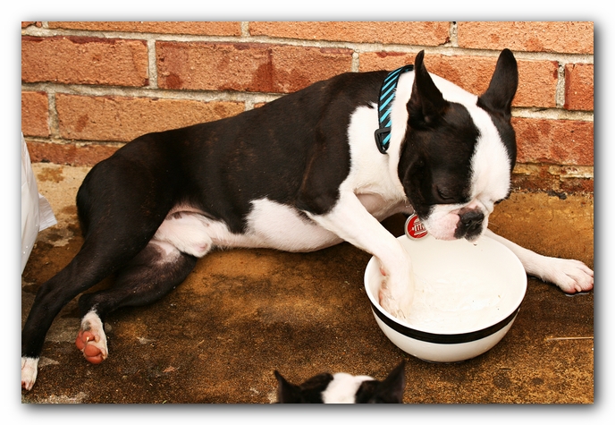 Kacey the Boston Terrier Puppy's 2nd Birthday Party!