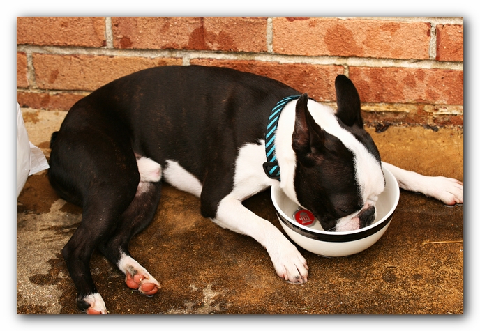 Kacey the Boston Terrier Puppy's 2nd Birthday Party!