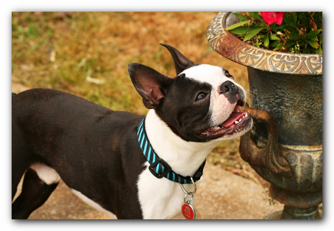 Kacey the Boston Terrier Puppy's 2nd Birthday Party!