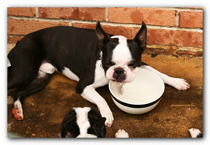 Kacey the Boston Terrier Puppy's 2nd Birthday Party!