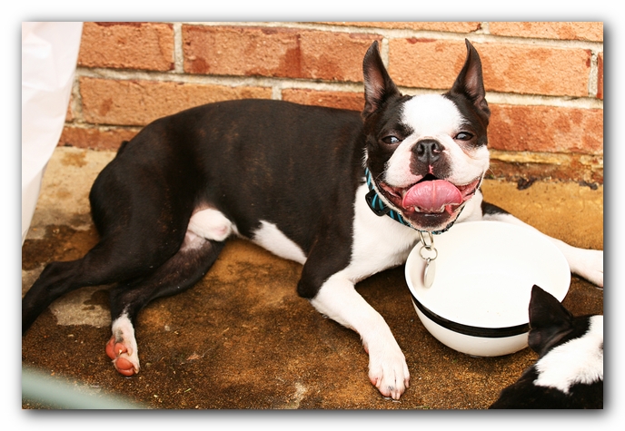 Kacey the Boston Terrier Puppy's 2nd Birthday Party!