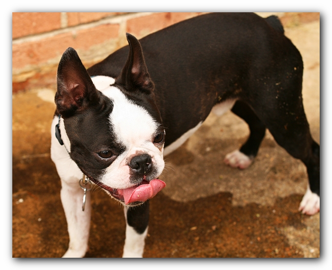 Kacey the Boston Terrier Puppy's 2nd Birthday Party!