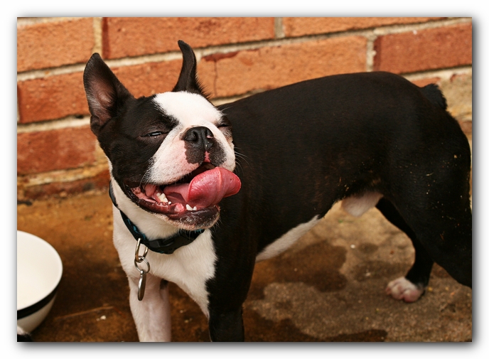 Kacey the Boston Terrier Puppy's 2nd Birthday Party!