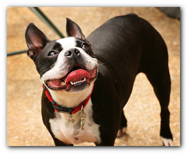 Kacey the Boston Terrier Puppy's 2nd Birthday Party!
