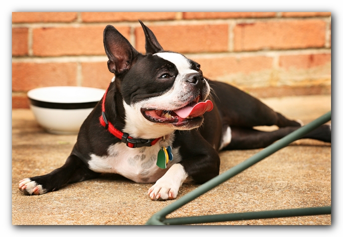 Kacey the Boston Terrier Puppy's 2nd Birthday Party!