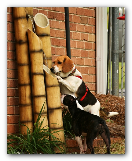 Kacey the Boston Terrier Puppy's 2nd Birthday Party!