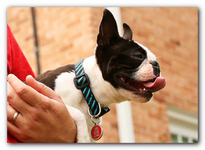 Kacey the Boston Terrier Puppy's 2nd Birthday Party!