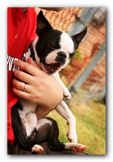 Kacey the Boston Terrier Puppy's 2nd Birthday Party!