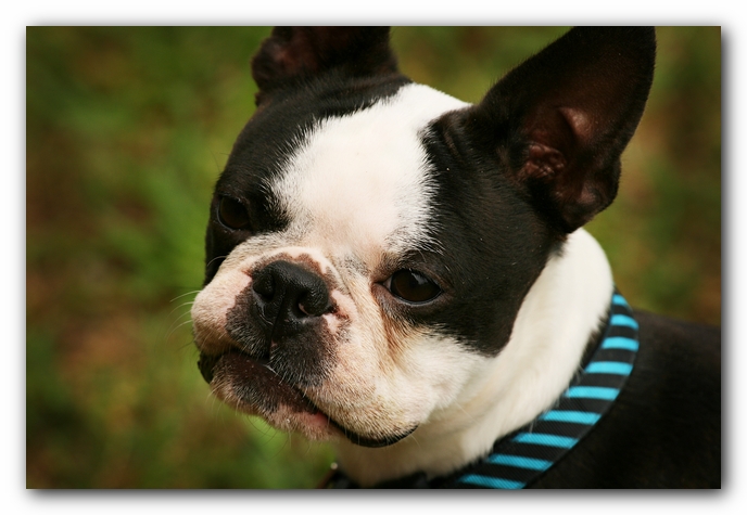 Kacey the Boston Terrier Puppy's 2nd Birthday Party!
