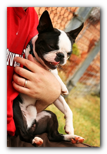 Kacey the Boston Terrier Puppy's 2nd Birthday Party!