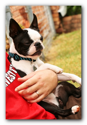 Kacey the Boston Terrier Puppy's 2nd Birthday Party!