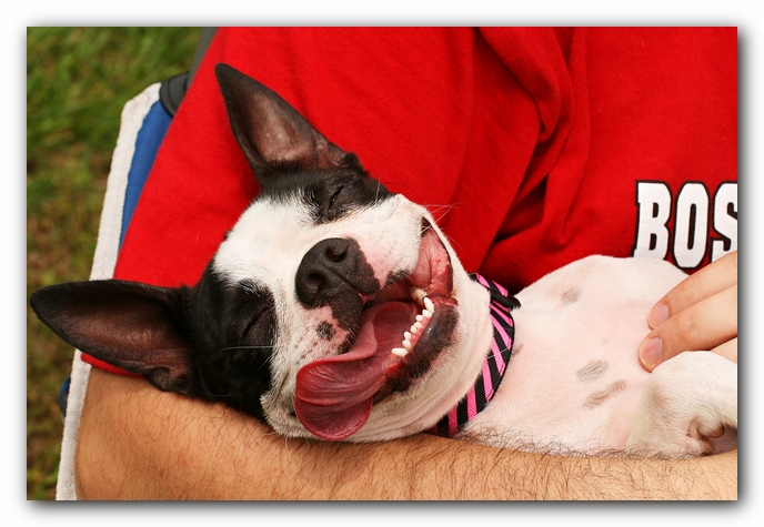 Kacey the Boston Terrier Puppy's 2nd Birthday Party!