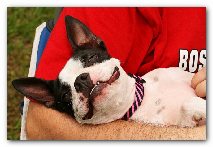 Kacey the Boston Terrier Puppy's 2nd Birthday Party!
