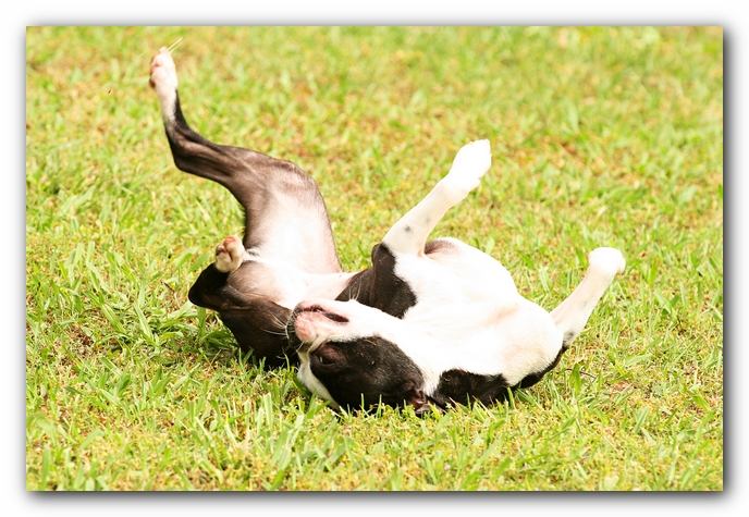Kacey the Boston Terrier Puppy's 2nd Birthday Party!