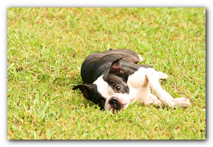 Kacey the Boston Terrier Puppy's 2nd Birthday Party!