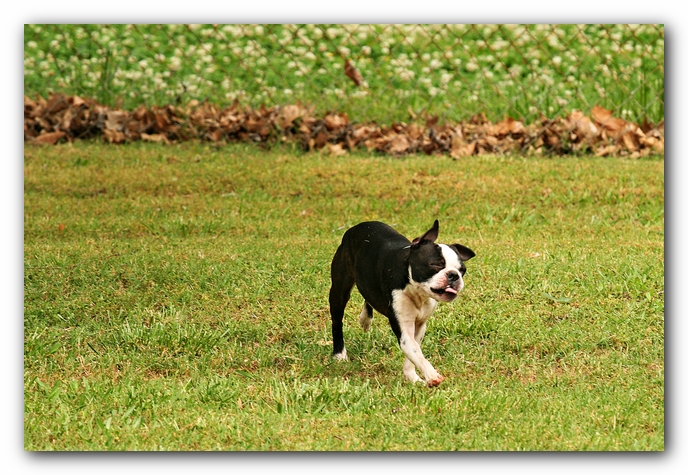 Kacey the Boston Terrier Puppy's 2nd Birthday Party!