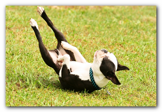 Kacey the Boston Terrier Puppy's 2nd Birthday Party!