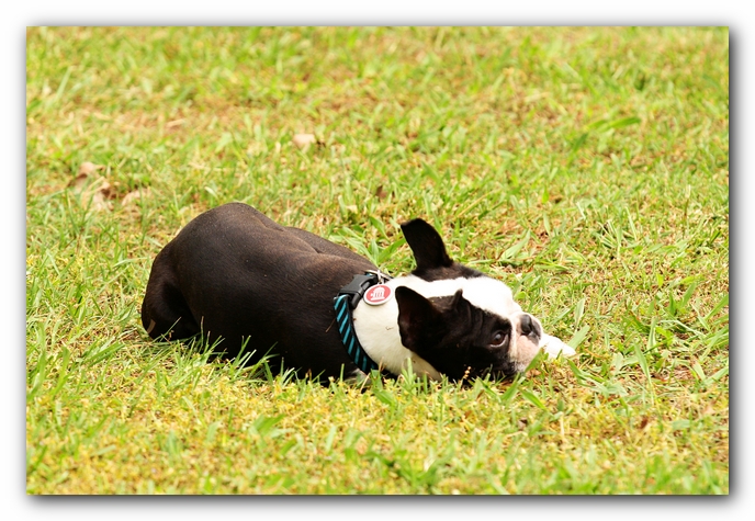 Kacey the Boston Terrier Puppy's 2nd Birthday Party!