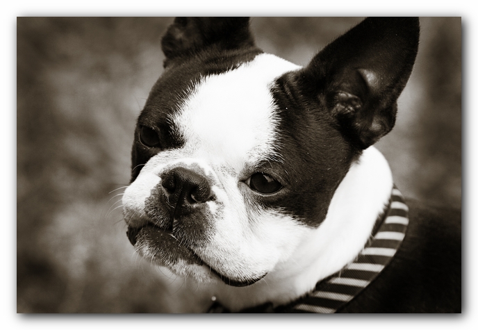 Kacey the Boston Terrier Puppy's 2nd Birthday Party!