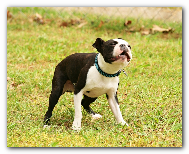 Kacey the Boston Terrier Puppy's 2nd Birthday Party!
