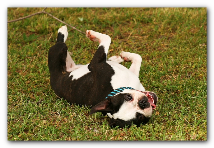 Kacey the Boston Terrier Puppy's 2nd Birthday Party!