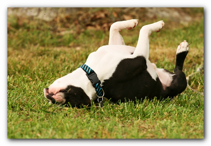 Kacey the Boston Terrier Puppy's 2nd Birthday Party!