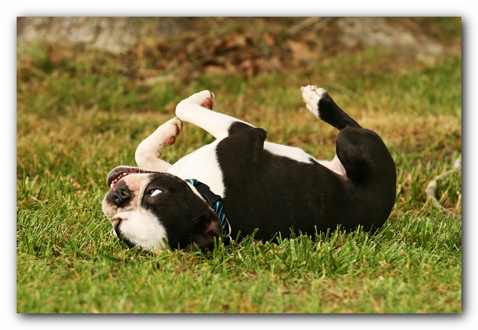 Kacey the Boston Terrier Puppy's 2nd Birthday Party!