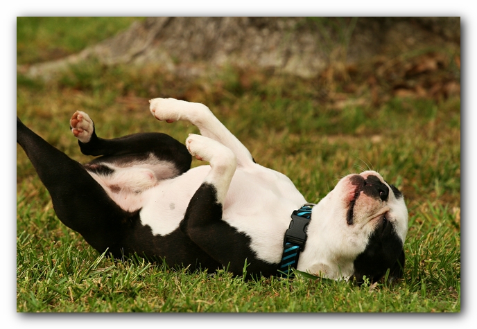 Kacey the Boston Terrier Puppy's 2nd Birthday Party!