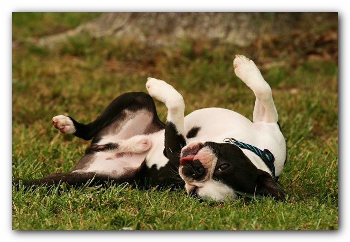 Kacey the Boston Terrier Puppy's 2nd Birthday Party!
