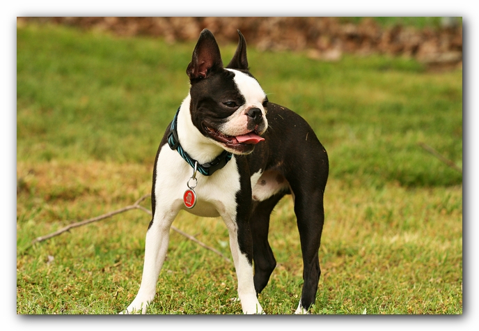 Kacey the Boston Terrier Puppy's 2nd Birthday Party!
