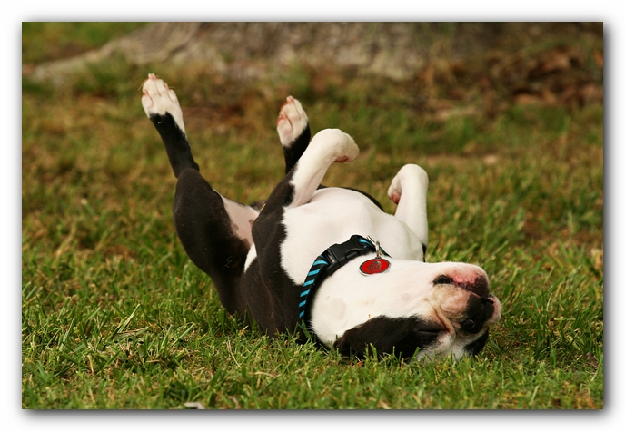 Kacey the Boston Terrier Puppy's 2nd Birthday Party!