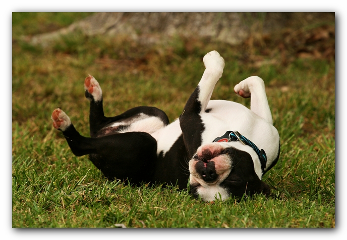 Kacey the Boston Terrier Puppy's 2nd Birthday Party!