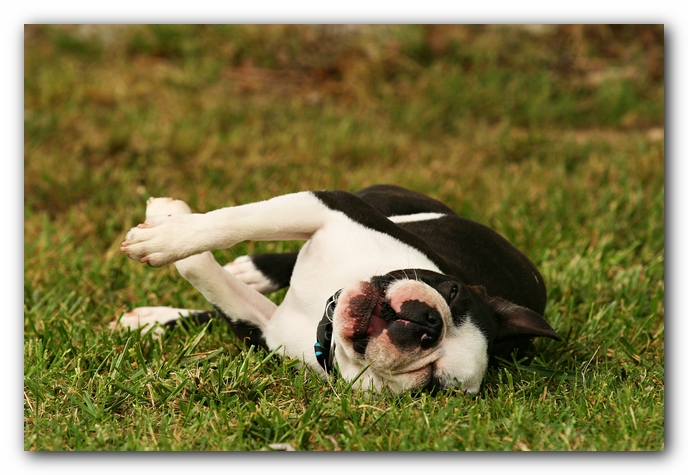 Kacey the Boston Terrier Puppy's 2nd Birthday Party!