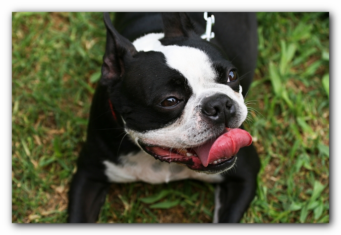 Kacey the Boston Terrier Puppy's 2nd Birthday Party!