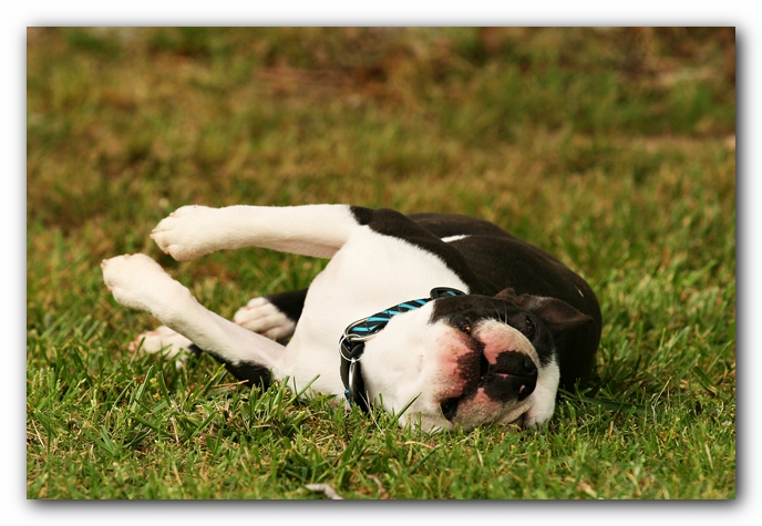 Kacey the Boston Terrier Puppy's 2nd Birthday Party!