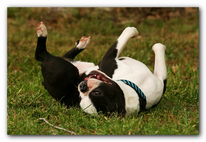 Kacey the Boston Terrier Puppy's 2nd Birthday Party!