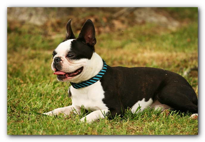 Kacey the Boston Terrier Puppy's 2nd Birthday Party!