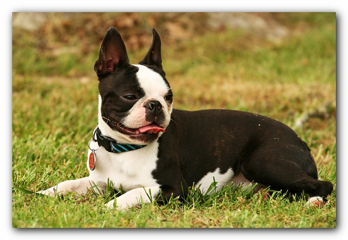 Kacey the Boston Terrier Puppy's 2nd Birthday Party!