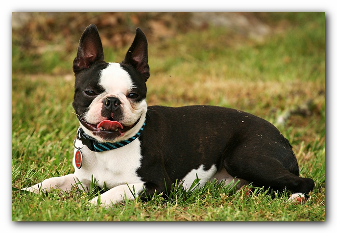 Kacey the Boston Terrier Puppy's 2nd Birthday Party!