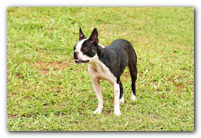 Kacey the Boston Terrier Puppy's 2nd Birthday Party!