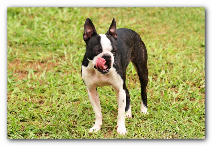 Kacey the Boston Terrier Puppy's 2nd Birthday Party!
