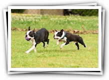 boston terrier dog birthday party